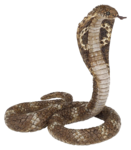King Cobra PNG Clipart icon png