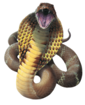 King Cobra PNG File icon png