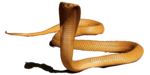 King Cobra PNG HD icon png