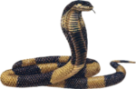 King Cobra PNG Transparent Image icon png