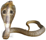 King Cobra Transparent PNG icon png