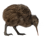 Kiwi Bird PNG Transparent Image icon png