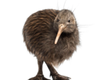 Kiwi Bird Transparent Background icon png