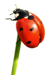 Ladybird Download PNG Image icon png