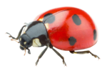 Ladybird PNG Background Image icon png