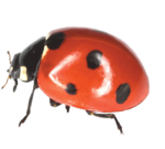 Ladybird PNG File icon png