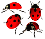 Ladybird PNG Photo icon png