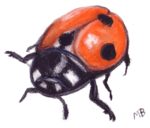 Ladybird PNG Transparent Image icon png
