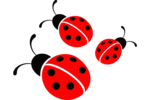 Ladybird PNG Transparent Picture icon png