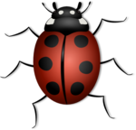 Ladybird PNG Transparent icon png