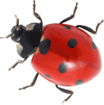 Ladybird Transparent Images PNG icon png