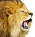 Lioness Roar PNG Free Download icon png