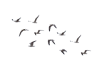 Ocean Birds PNG Transparent Image icon png