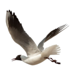 Ocean Birds Transparent PNG icon png