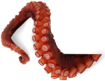 Octopus Tentacles PNG Transparent Picture icon png