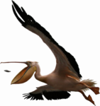 Pelican PNG Clipart icon png
