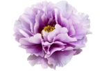 Peonies Transparent PNG icon png
