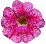 Petunia PNG Photos icon png