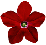 Petunia PNG Pic icon png