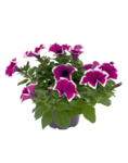Petunia PNG Picture icon png
