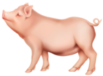 Pig PNG icon png