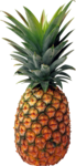 Pineapple PNG Transparent Background icon png