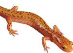 Salamander PNG Clipart icon png