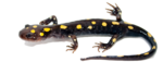 Salamander PNG Image icon png