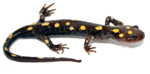Salamander Transparent PNG icon png