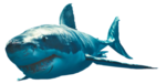 Shark PNG Clipart icon png