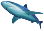 Shark PNG File icon png