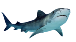 Shark PNG Free Download icon png