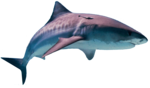 Shark PNG HD icon png