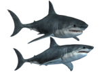 Shark PNG Photos icon png