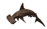 Shark PNG Pic icon png