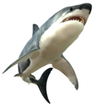 Shark PNG Picture icon png