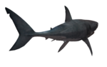 Shark PNG Transparent Image icon png