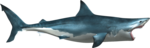 Shark PNG Transparent Picture icon png
