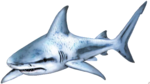 Shark PNG Transparent icon png