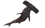 Shark Transparent Background icon png