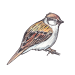 Sparrow PNG Clipart icon png