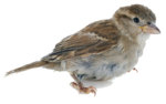 Sparrow PNG HD icon png