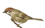 Sparrow PNG Photo icon png