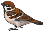 Sparrow PNG Photos icon png