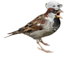 Sparrow PNG Transparent Picture icon png