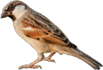 Sparrow PNG Transparent icon png