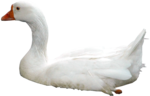 Swan PNG Photos icon png