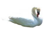 Swan Transparent PNG icon png