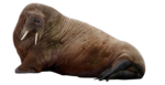 Walrus PNG Clipart icon png