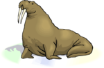 Walrus Transparent Images PNG icon png
